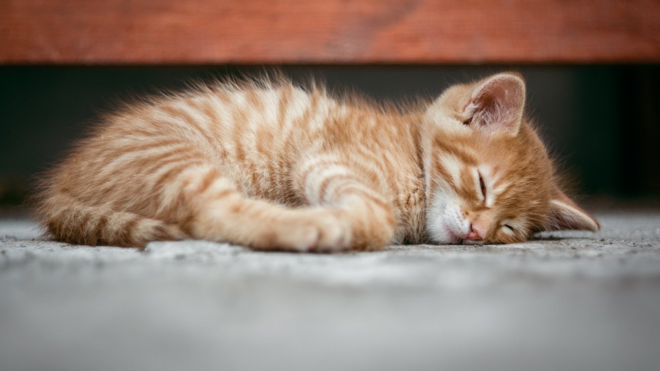 Beauty cat lovers store