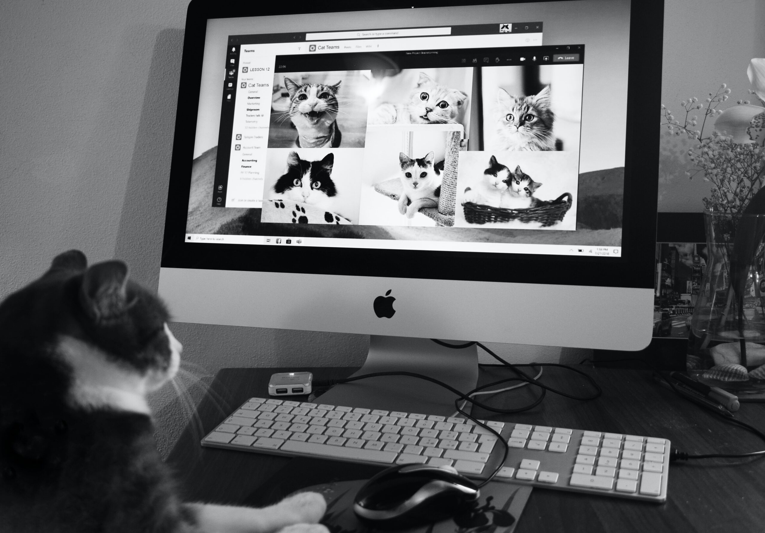 Beauty cat lovers store