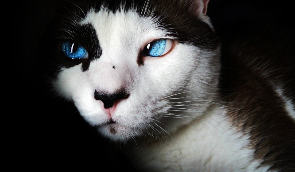 Beauty cat lovers store