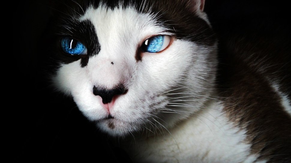 Beauty cat lovers store